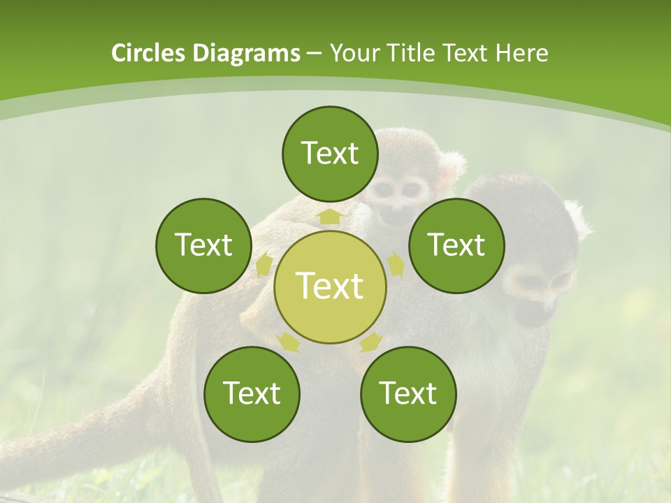 Mammal Small Macaca PowerPoint Template