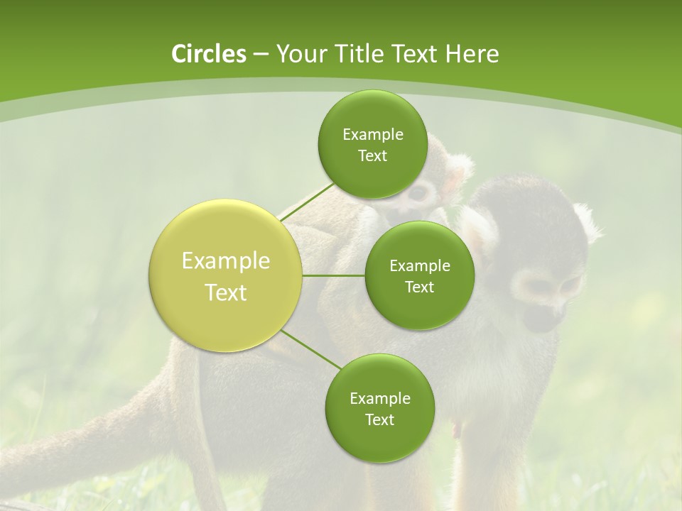 Mammal Small Macaca PowerPoint Template
