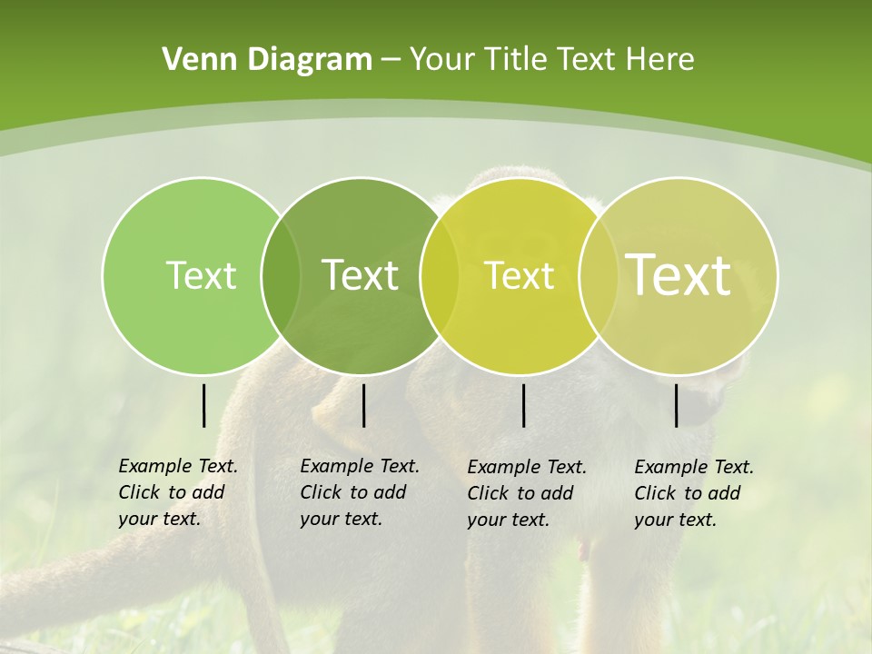 Mammal Small Macaca PowerPoint Template