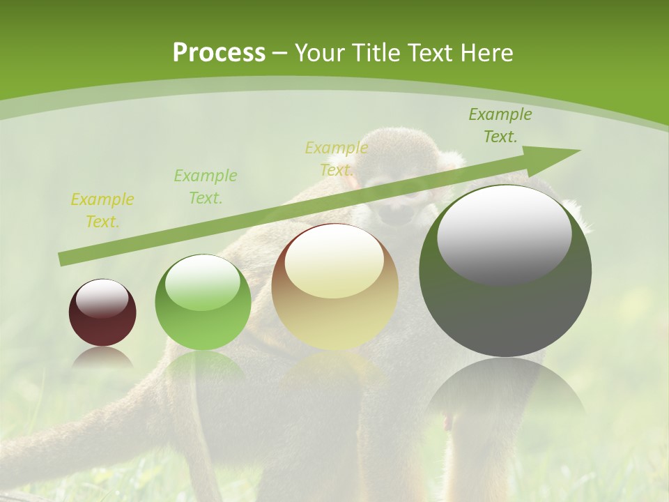 Mammal Small Macaca PowerPoint Template