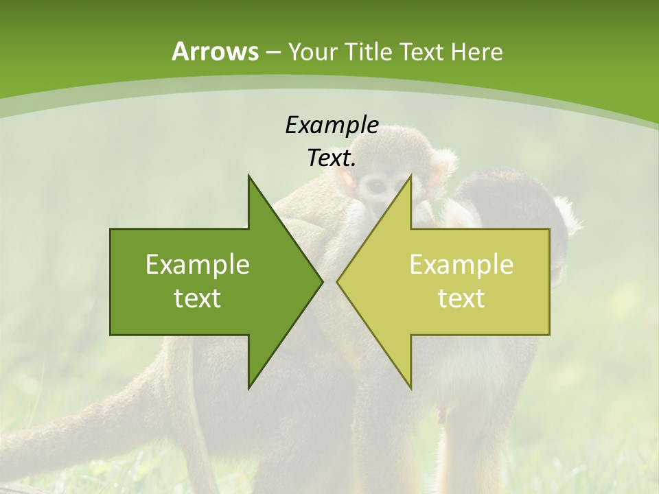 Mammal Small Macaca PowerPoint Template