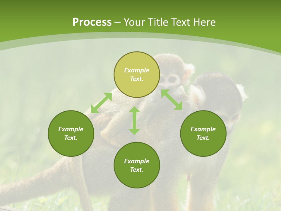Mammal Small Macaca PowerPoint Template