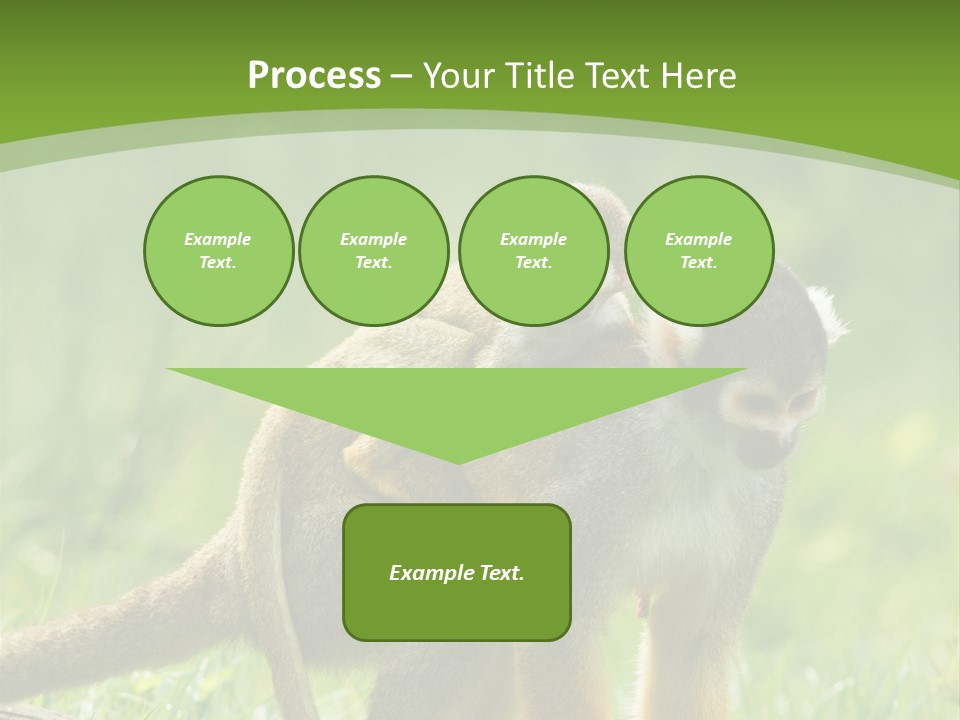 Mammal Small Macaca PowerPoint Template