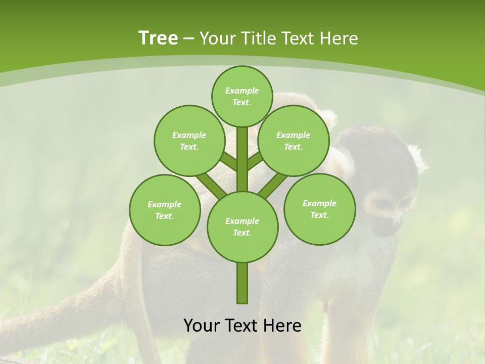 Mammal Small Macaca PowerPoint Template