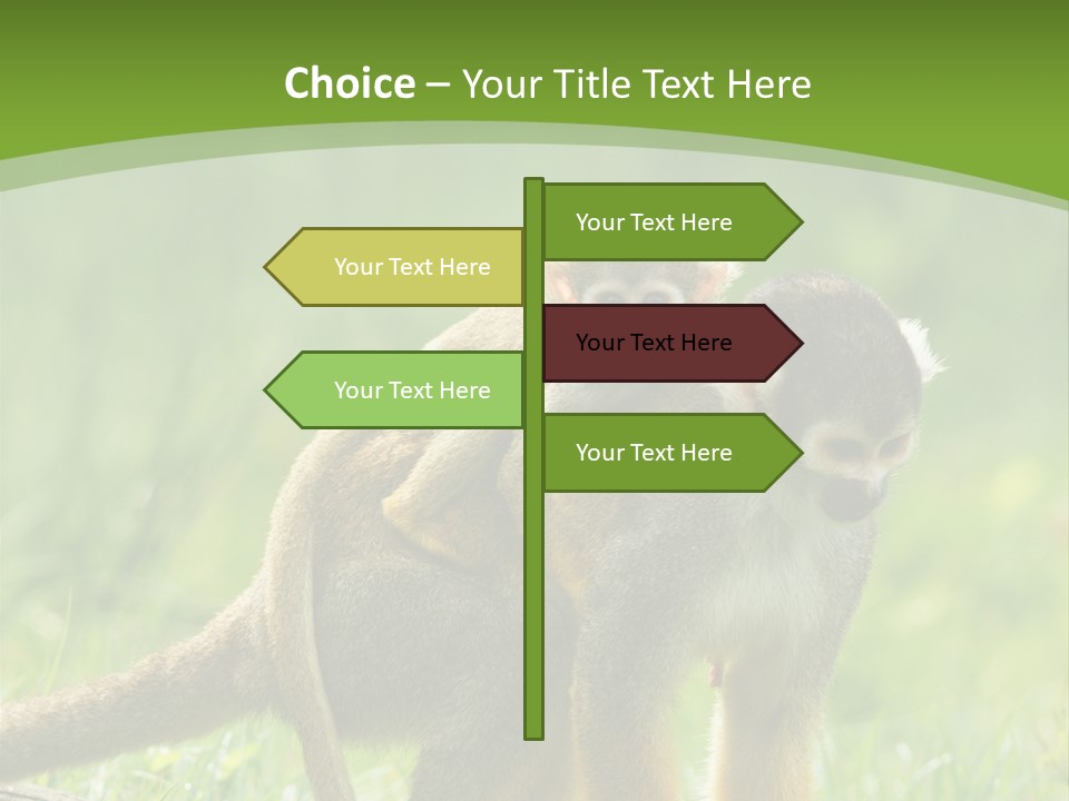 Mammal Small Macaca PowerPoint Template
