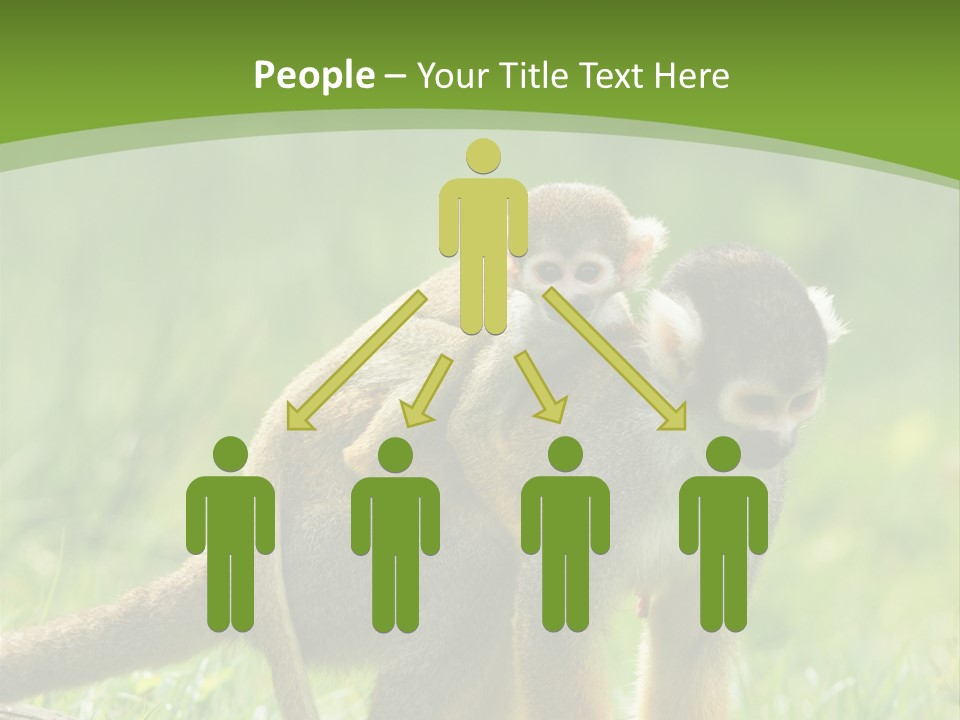 Mammal Small Macaca PowerPoint Template