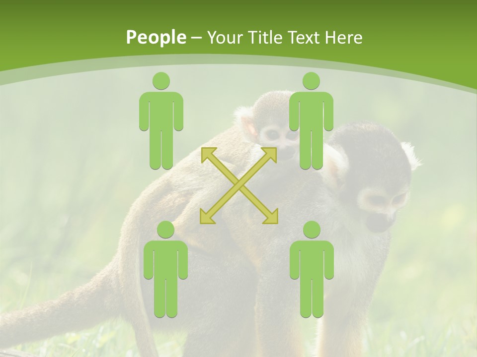 Mammal Small Macaca PowerPoint Template