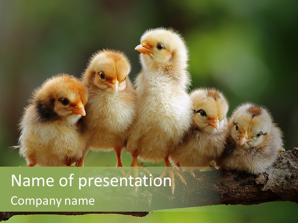 Babies Birds Birds On Tree Branch Newborns Chicks PowerPoint Template