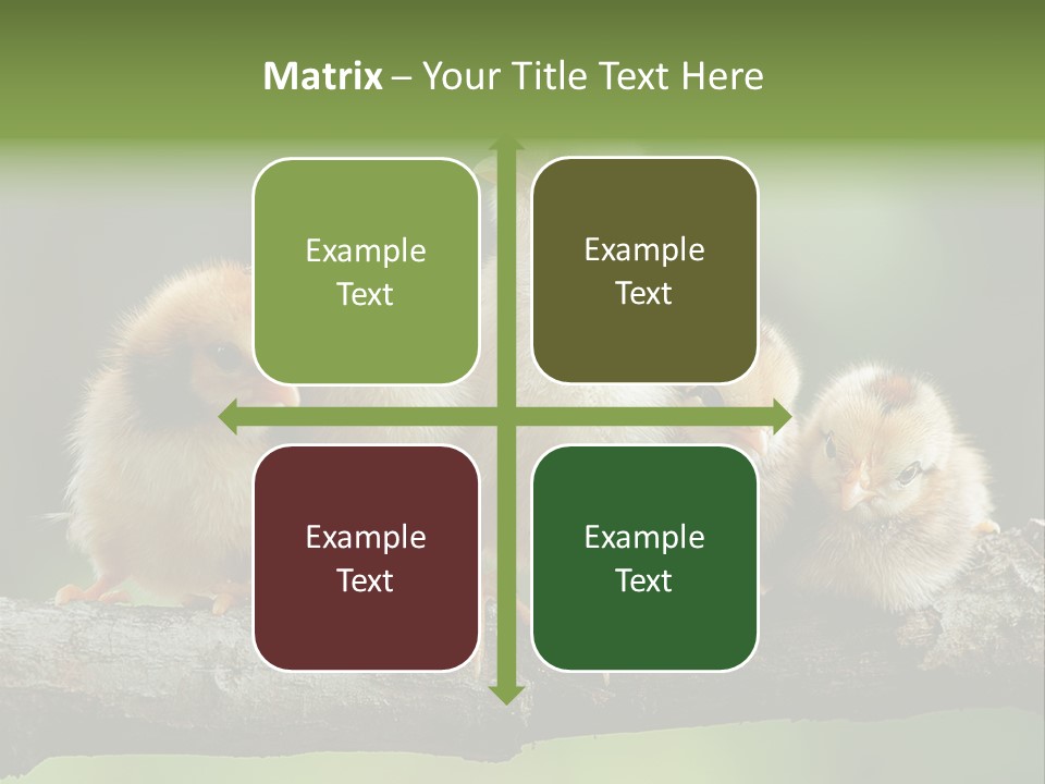 Babies Birds Birds On Tree Branch Newborns Chicks PowerPoint Template