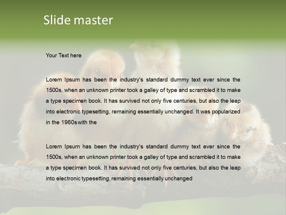 Babies Birds Birds On Tree Branch Newborns Chicks PowerPoint Template