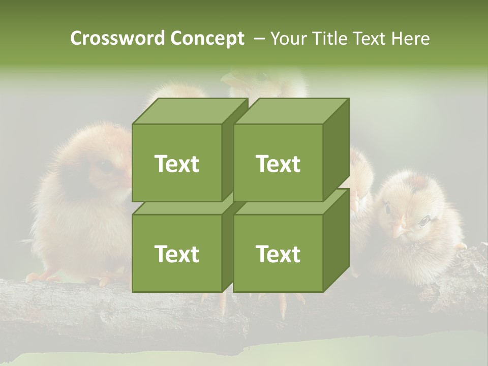 Babies Birds Birds On Tree Branch Newborns Chicks PowerPoint Template