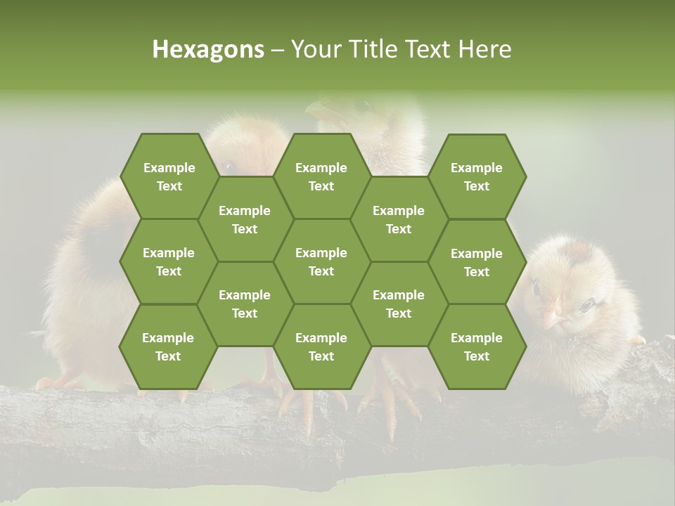 Babies Birds Birds On Tree Branch Newborns Chicks PowerPoint Template