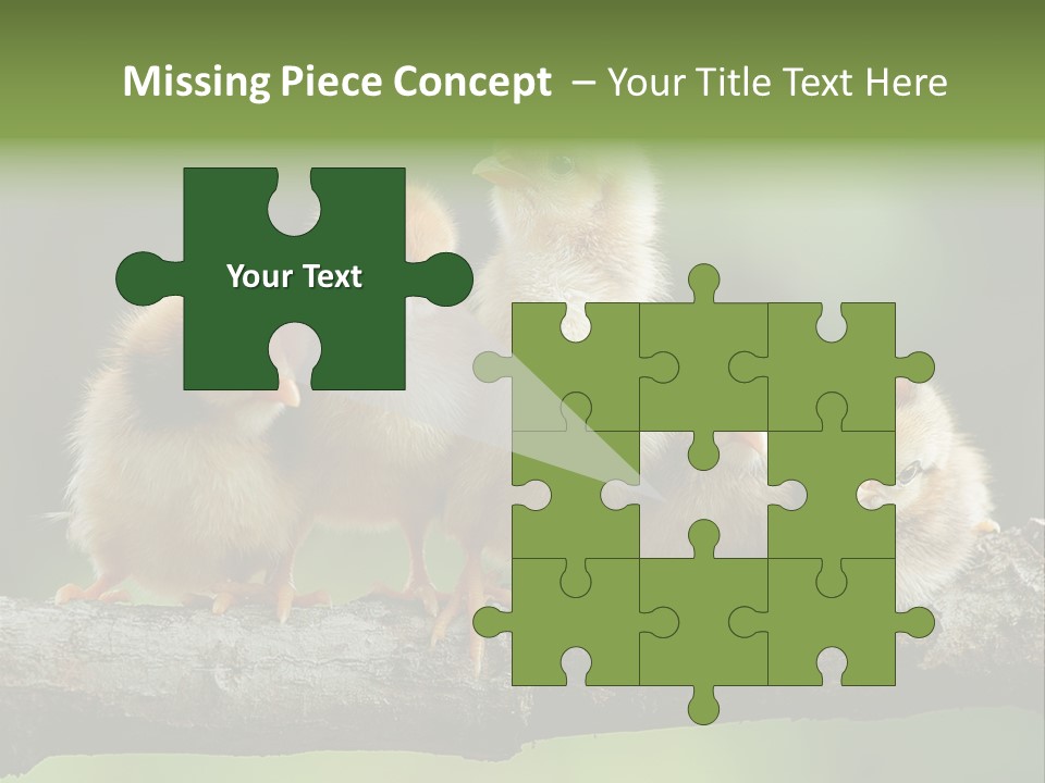 Babies Birds Birds On Tree Branch Newborns Chicks PowerPoint Template