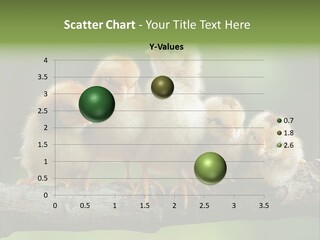 Babies Birds Birds On Tree Branch Newborns Chicks PowerPoint Template