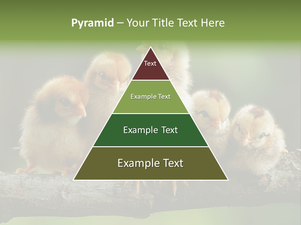 Babies Birds Birds On Tree Branch Newborns Chicks PowerPoint Template