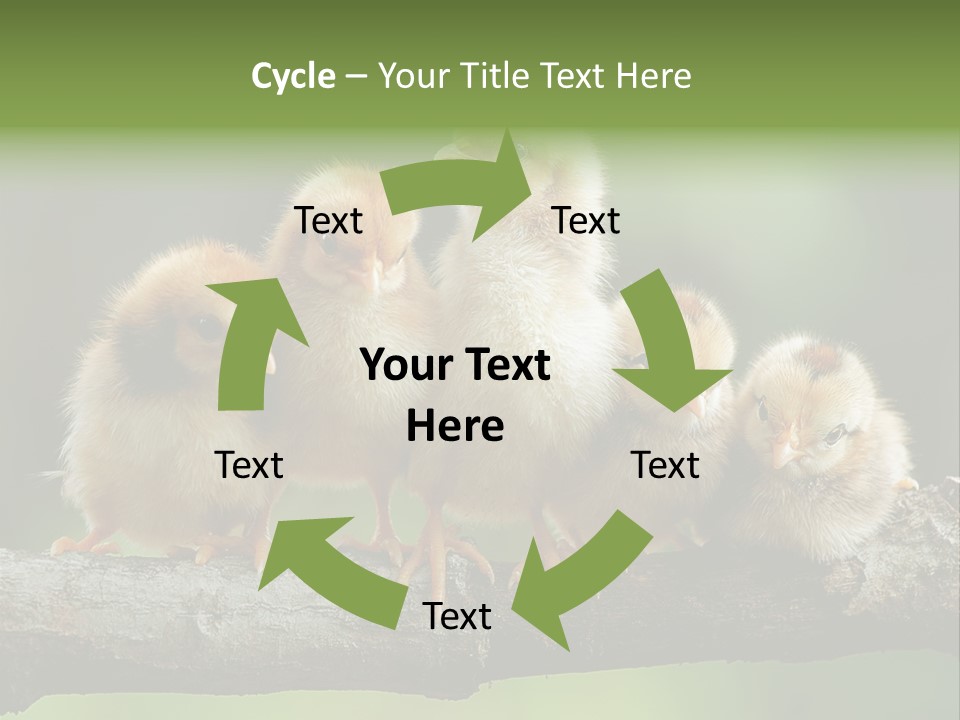 Babies Birds Birds On Tree Branch Newborns Chicks PowerPoint Template