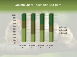 Babies Birds Birds On Tree Branch Newborns Chicks PowerPoint Template