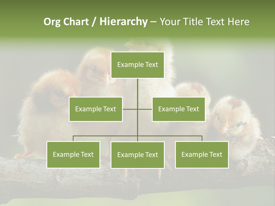 Babies Birds Birds On Tree Branch Newborns Chicks PowerPoint Template