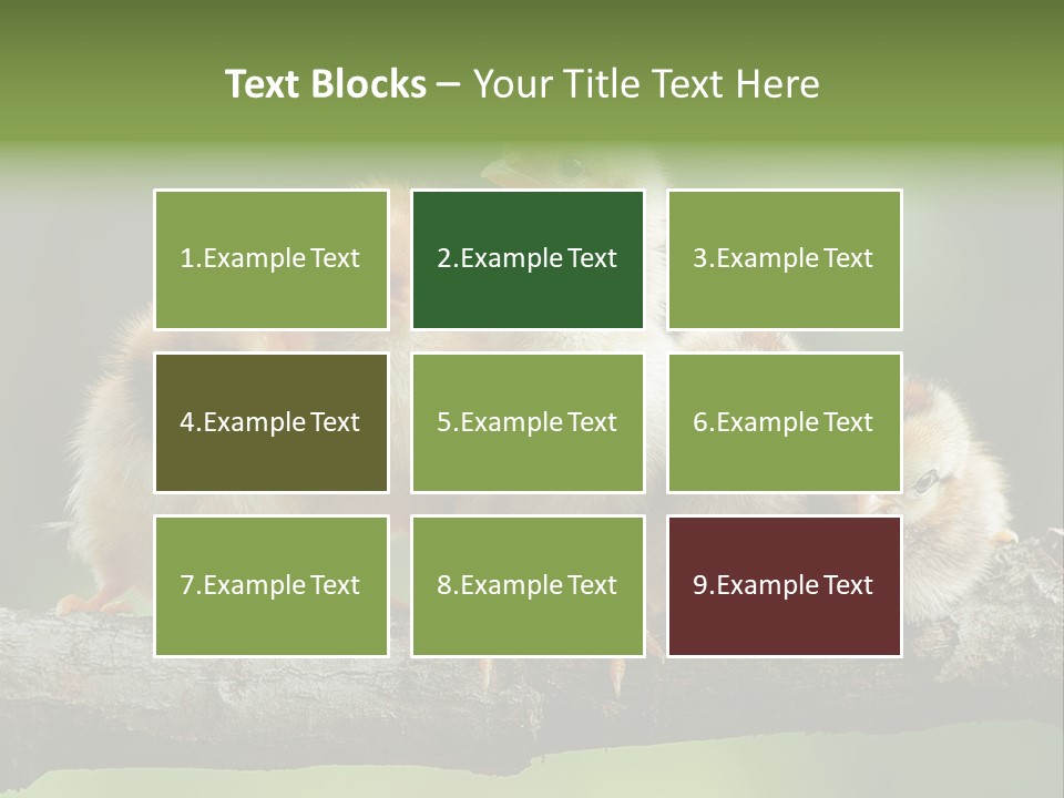 Babies Birds Birds On Tree Branch Newborns Chicks PowerPoint Template