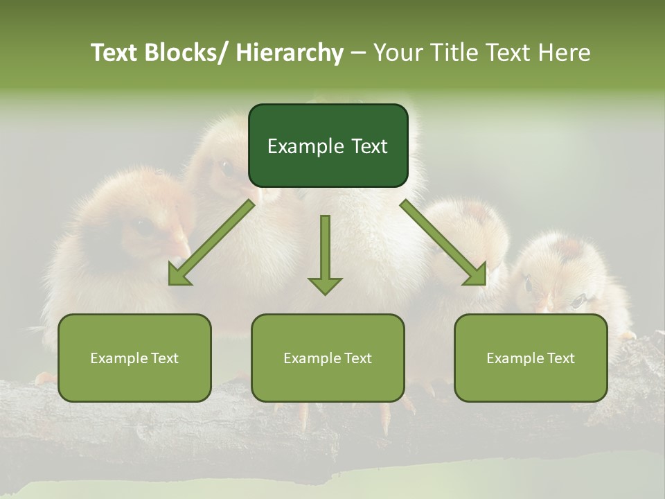 Babies Birds Birds On Tree Branch Newborns Chicks PowerPoint Template