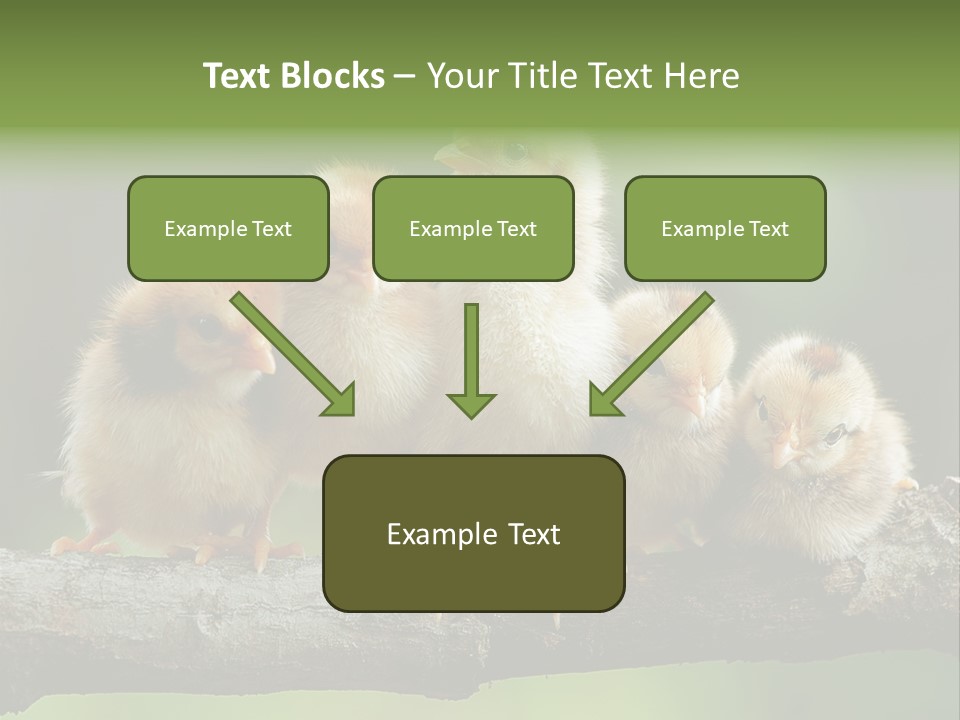 Babies Birds Birds On Tree Branch Newborns Chicks PowerPoint Template
