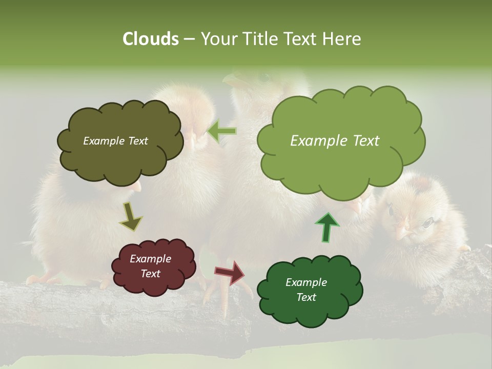 Babies Birds Birds On Tree Branch Newborns Chicks PowerPoint Template