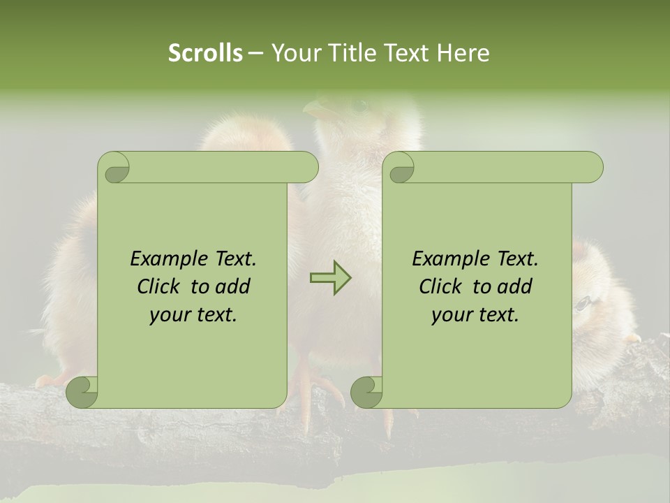 Babies Birds Birds On Tree Branch Newborns Chicks PowerPoint Template