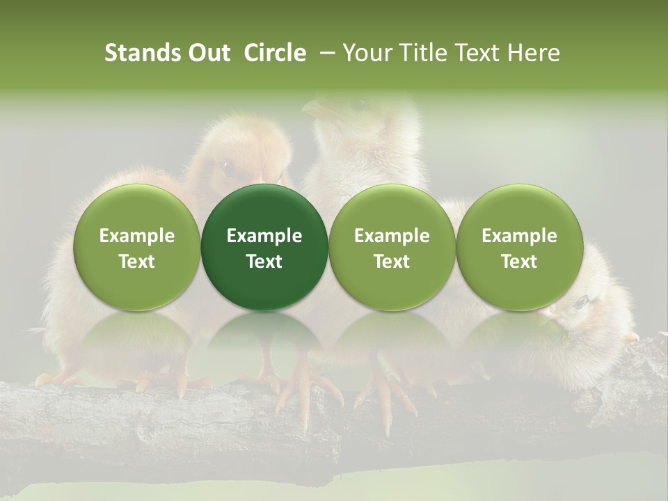 Babies Birds Birds On Tree Branch Newborns Chicks PowerPoint Template