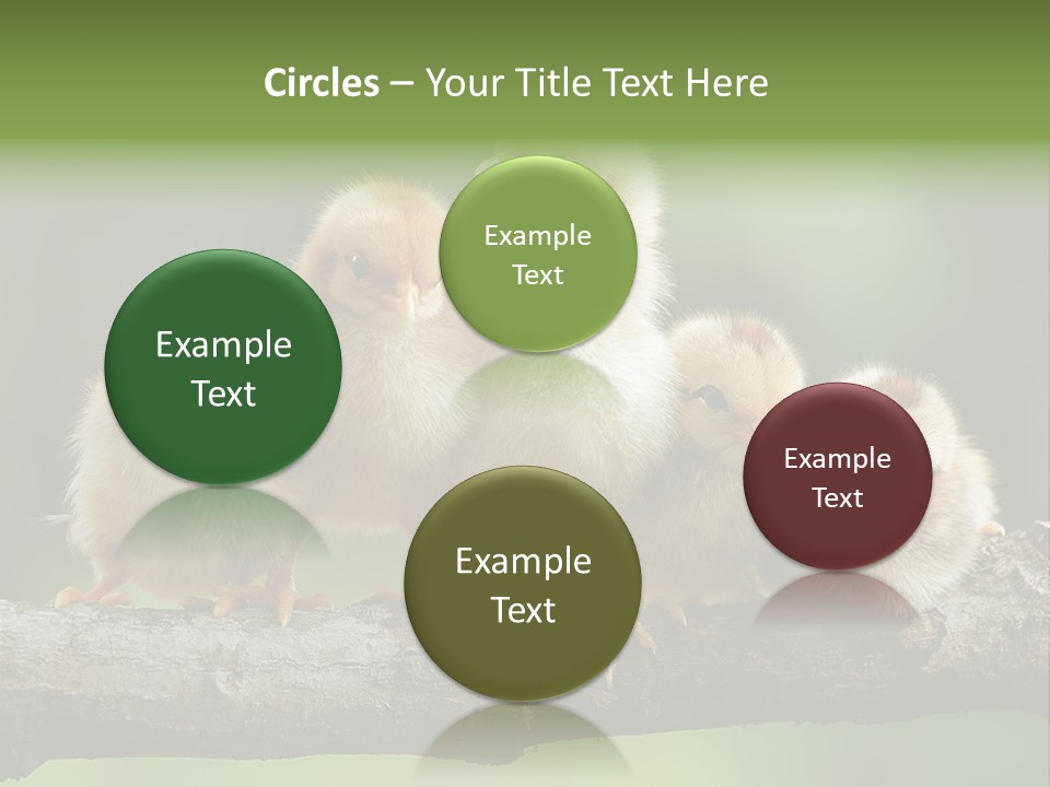 Babies Birds Birds On Tree Branch Newborns Chicks PowerPoint Template