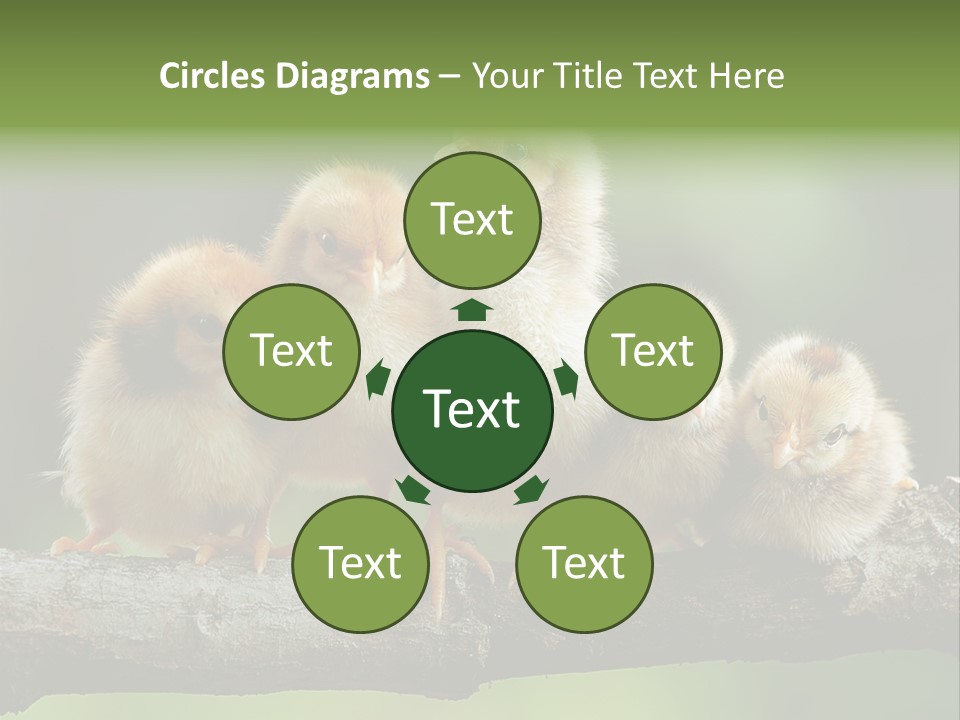 Babies Birds Birds On Tree Branch Newborns Chicks PowerPoint Template