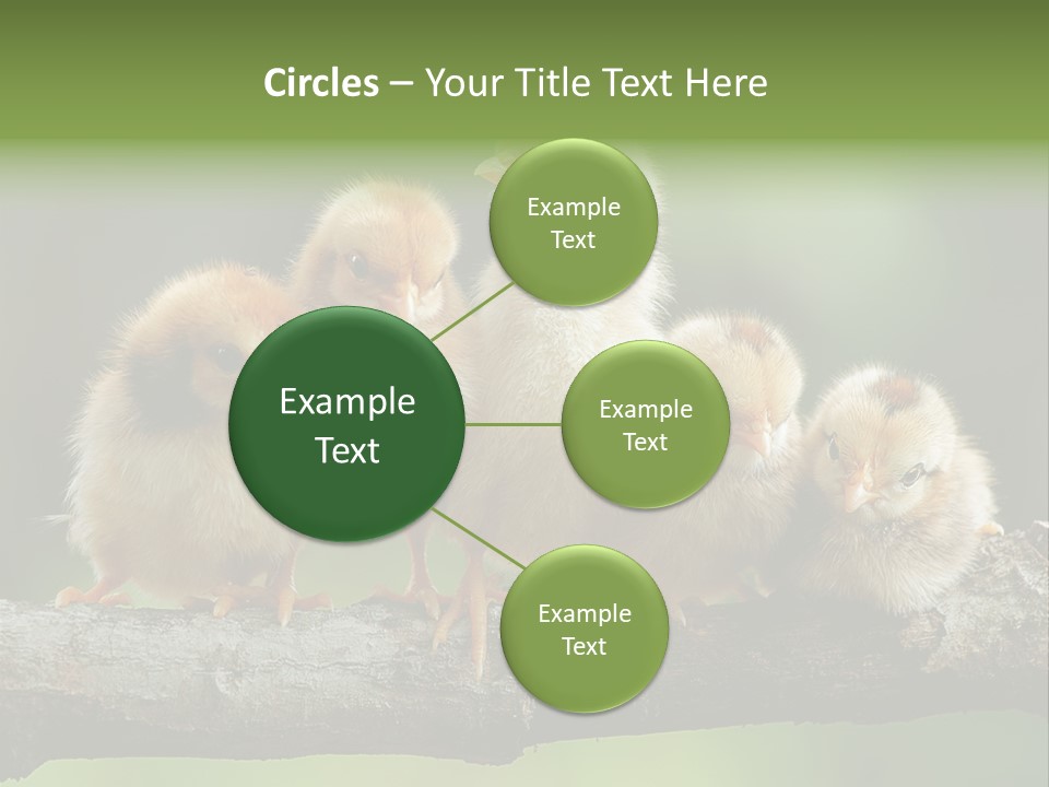 Babies Birds Birds On Tree Branch Newborns Chicks PowerPoint Template