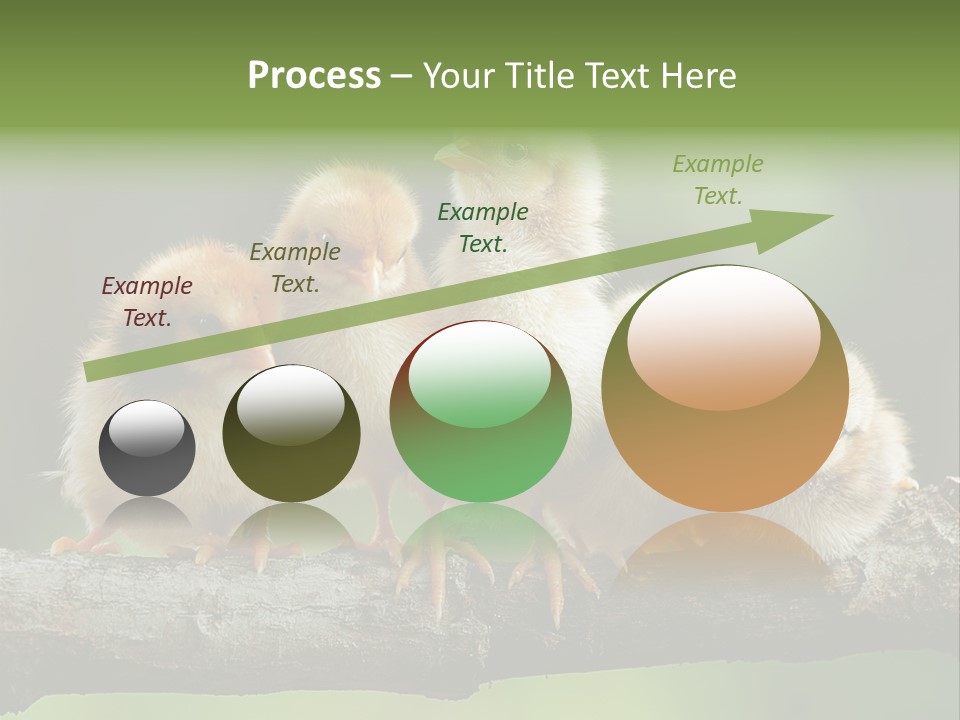 Babies Birds Birds On Tree Branch Newborns Chicks PowerPoint Template