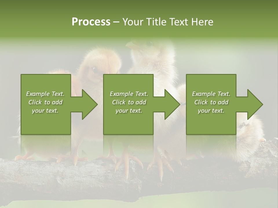 Babies Birds Birds On Tree Branch Newborns Chicks PowerPoint Template