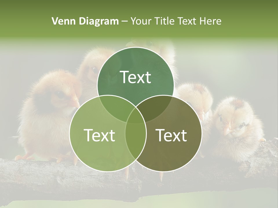 Babies Birds Birds On Tree Branch Newborns Chicks PowerPoint Template