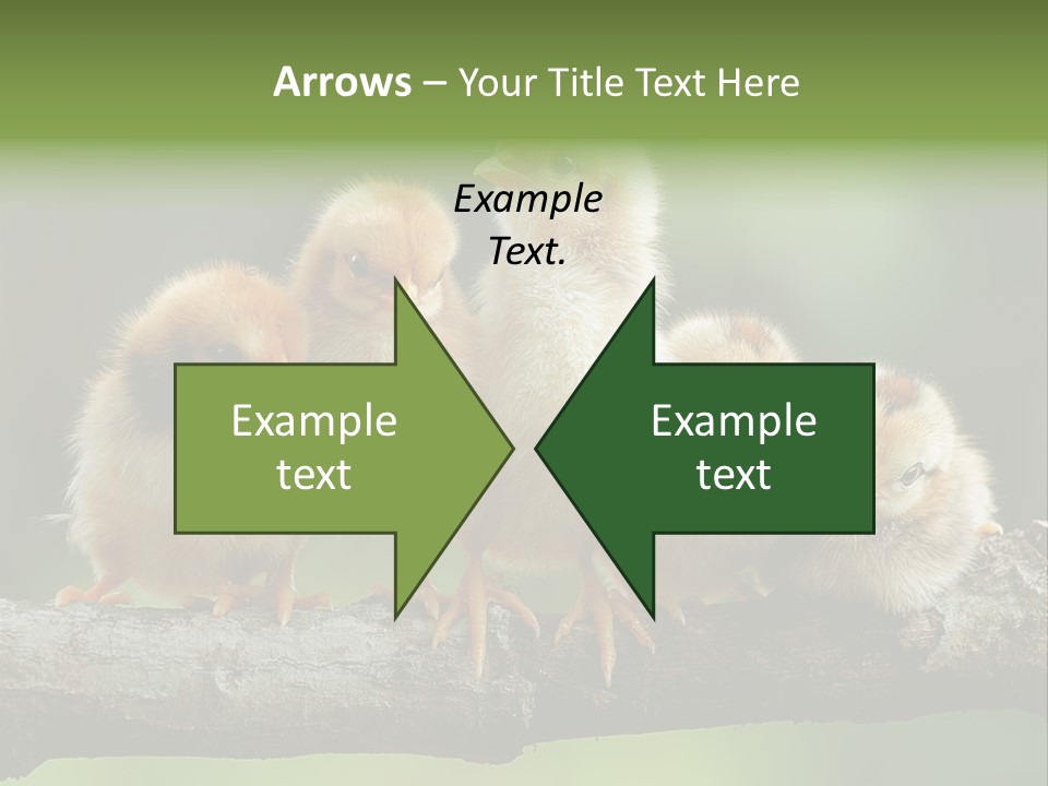 Babies Birds Birds On Tree Branch Newborns Chicks PowerPoint Template