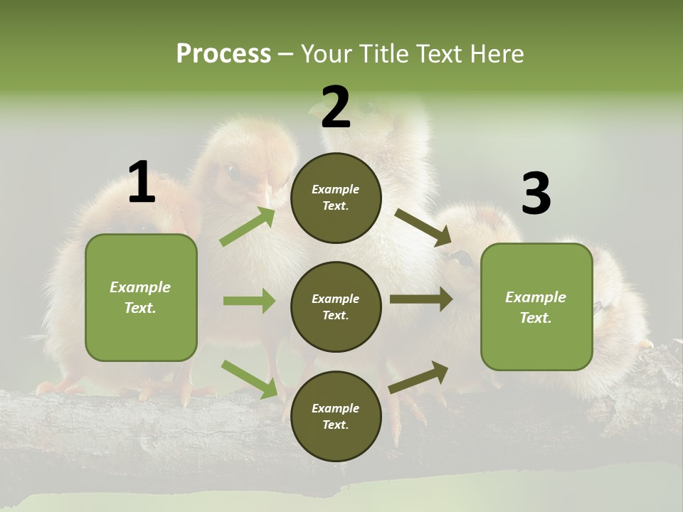 Babies Birds Birds On Tree Branch Newborns Chicks PowerPoint Template
