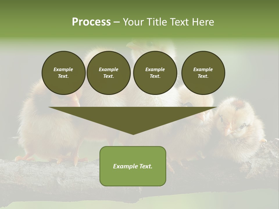 Babies Birds Birds On Tree Branch Newborns Chicks PowerPoint Template