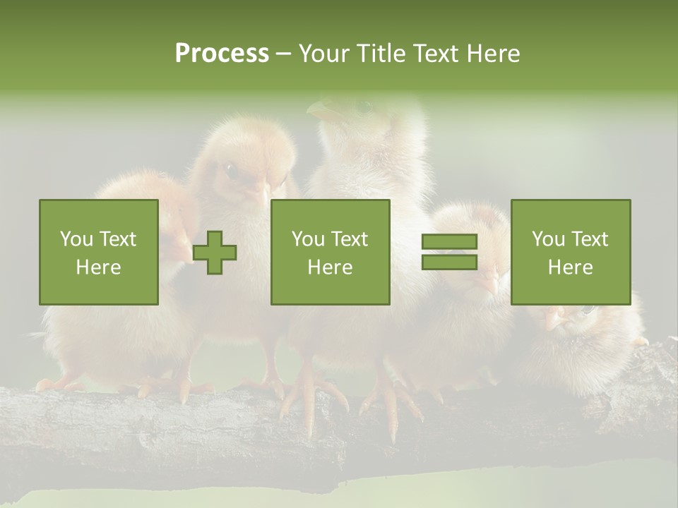 Babies Birds Birds On Tree Branch Newborns Chicks PowerPoint Template
