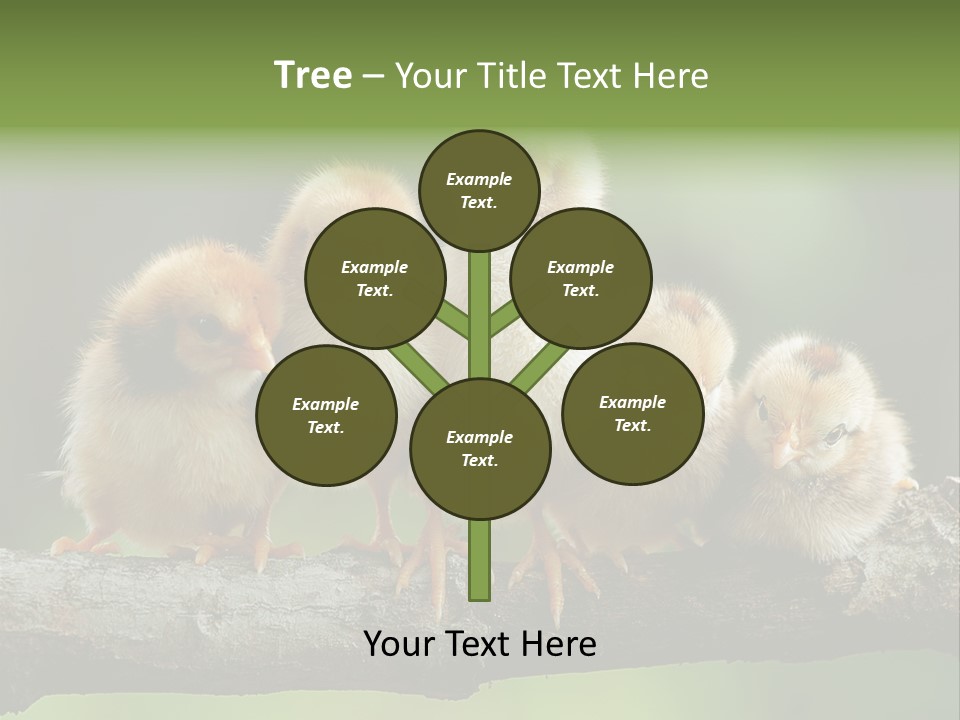 Babies Birds Birds On Tree Branch Newborns Chicks PowerPoint Template