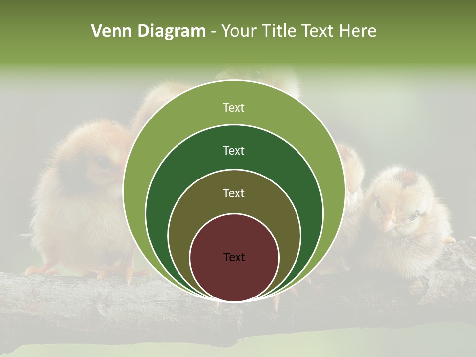 Babies Birds Birds On Tree Branch Newborns Chicks PowerPoint Template