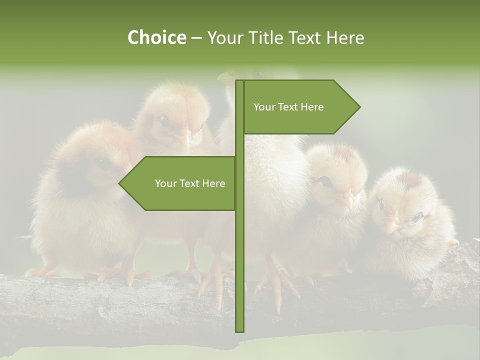 Babies Birds Birds On Tree Branch Newborns Chicks PowerPoint Template