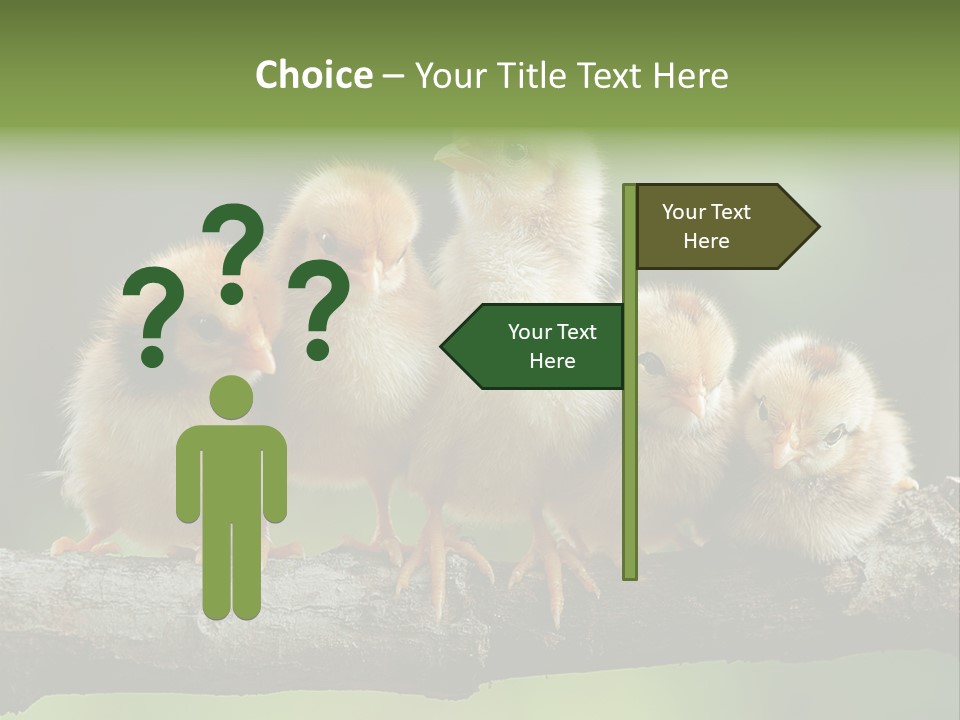 Babies Birds Birds On Tree Branch Newborns Chicks PowerPoint Template