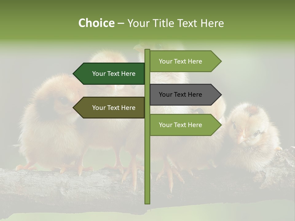 Babies Birds Birds On Tree Branch Newborns Chicks PowerPoint Template