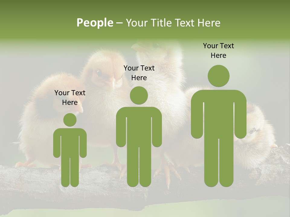 Babies Birds Birds On Tree Branch Newborns Chicks PowerPoint Template