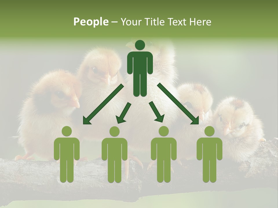 Babies Birds Birds On Tree Branch Newborns Chicks PowerPoint Template