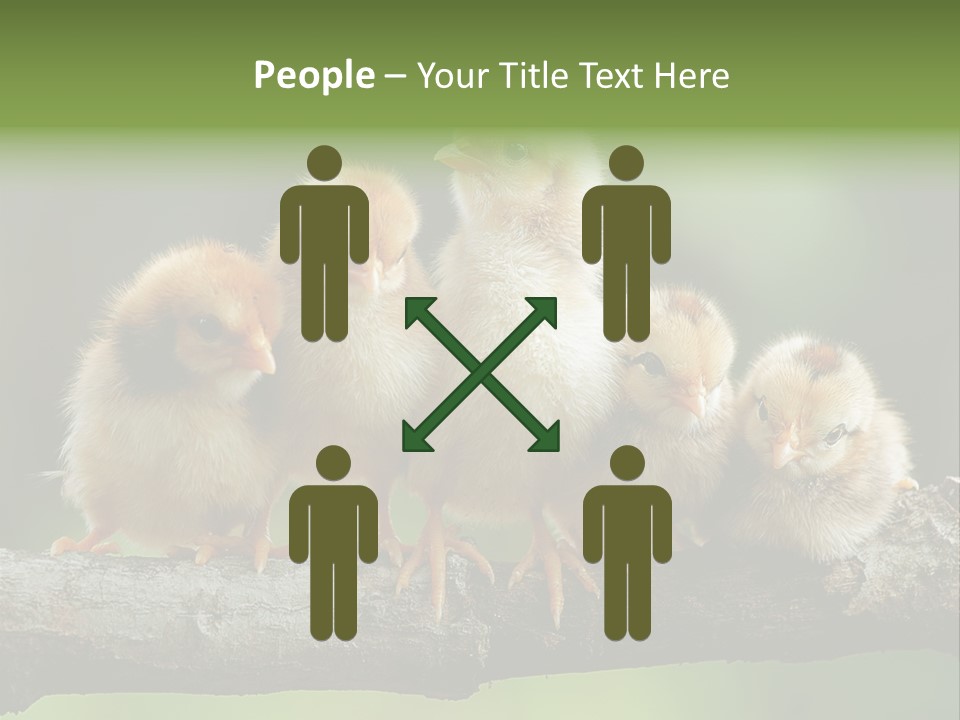 Babies Birds Birds On Tree Branch Newborns Chicks PowerPoint Template