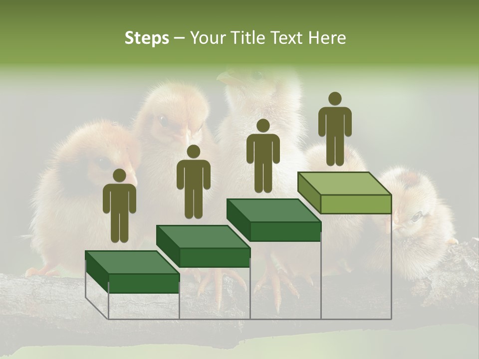 Babies Birds Birds On Tree Branch Newborns Chicks PowerPoint Template