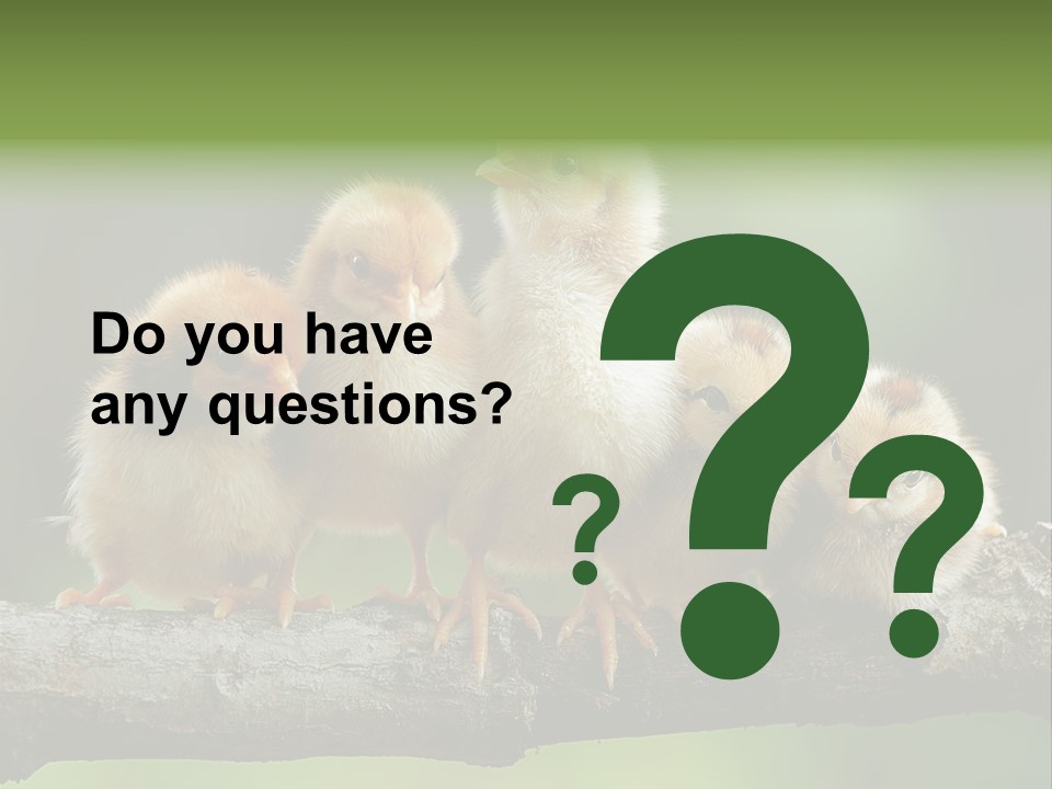 Babies Birds Birds On Tree Branch Newborns Chicks PowerPoint Template