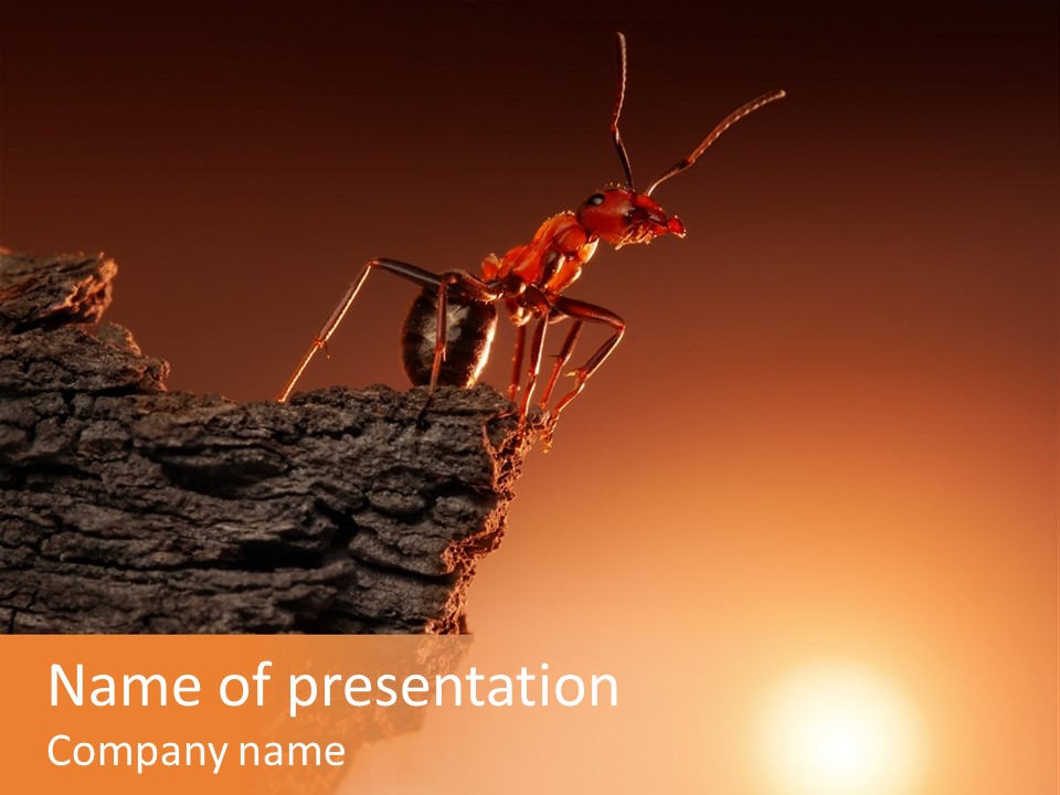 Idea Animal Mountain PowerPoint Template