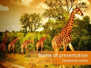 Tourism Grass Kruger PowerPoint Template